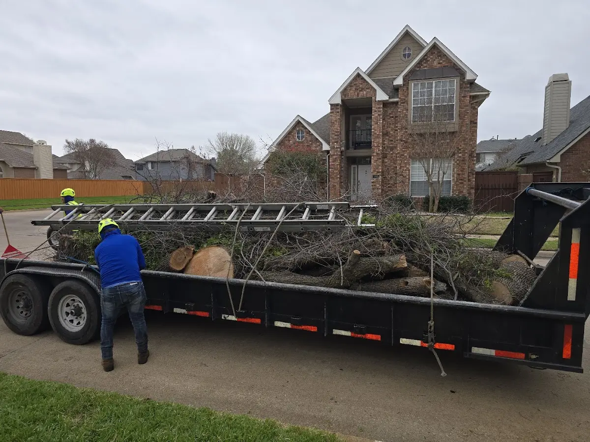 Expert Tree Fertilization with proper safety equipment in Sorrento
